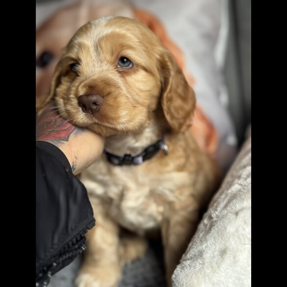 Cocker Spaniel (Working &amp; Show) - Both