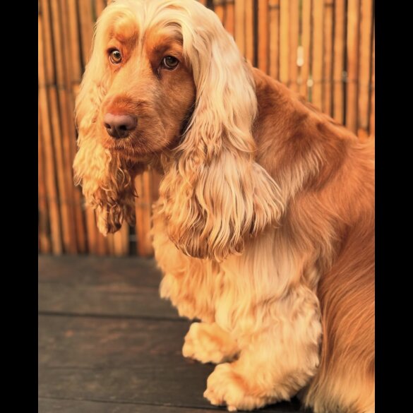 Cocker Spaniel (Working &amp; Show) - Both