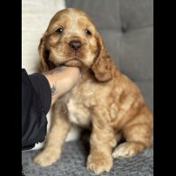 Cocker Spaniel (Working &amp; Show) - Both