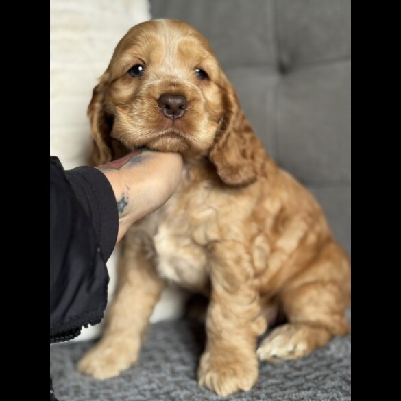 Cocker Spaniel (Working &amp; Show) - Both