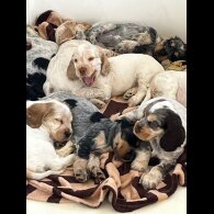 Cocker Spaniel (Working &amp; Show) - Both