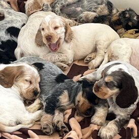 Cocker Spaniel (Working &amp; Show) - Both