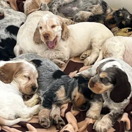 Cocker Spaniel (Working &amp; Show) - Both