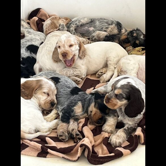 Cocker Spaniel (Working &amp; Show) - Both