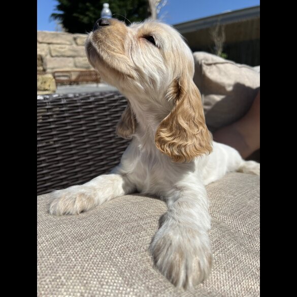 Cocker Spaniel (Working &amp; Show) - Both