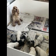 Cocker Spaniel (Working &amp; Show) - Both