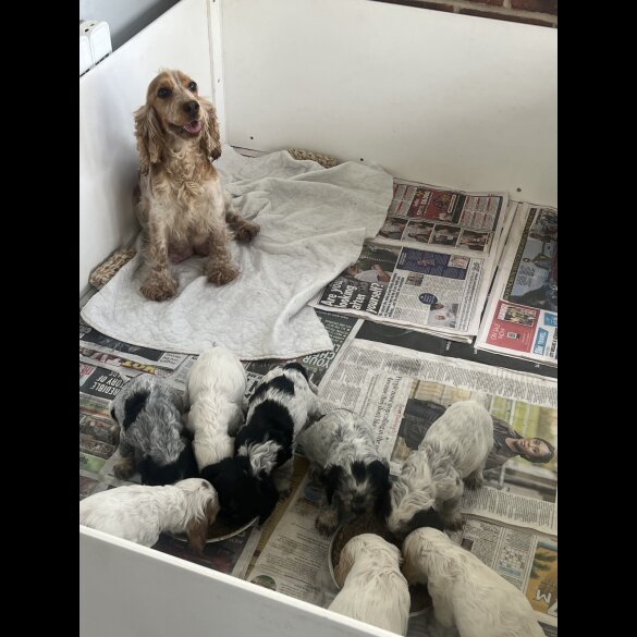 Cocker Spaniel (Working &amp; Show) - Both