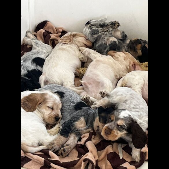 Cocker Spaniel (Working &amp; Show) - Both