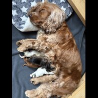 Cocker Spaniel (Working &amp; Show) - Dogs