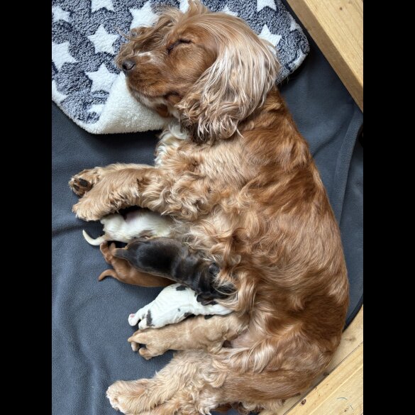 Cocker Spaniel (Working &amp; Show) - Dogs