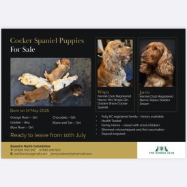 Cocker Spaniel (Working &amp; Show) - Dogs