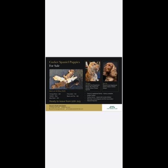 Cocker Spaniel (Working &amp; Show) - Dogs