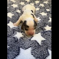 Cocker Spaniel (Working &amp; Show) - Dogs