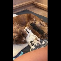 Cocker Spaniel (Working &amp; Show) - Dogs
