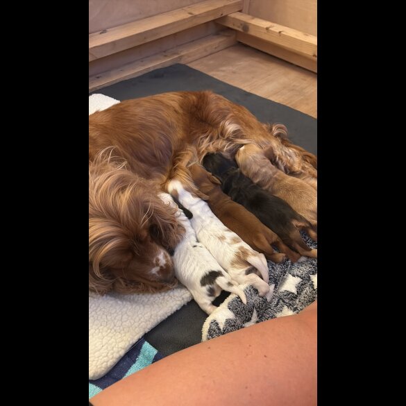 Cocker Spaniel (Working &amp; Show) - Dogs