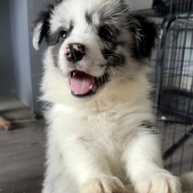 Border Collie - Both