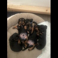 Dachshund (Standard &amp; Miniature) - Both