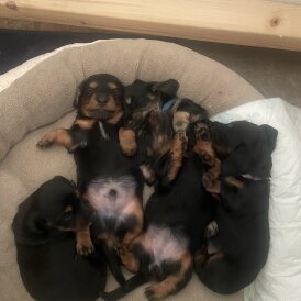 Dachshund (Standard &amp; Miniature) - Both