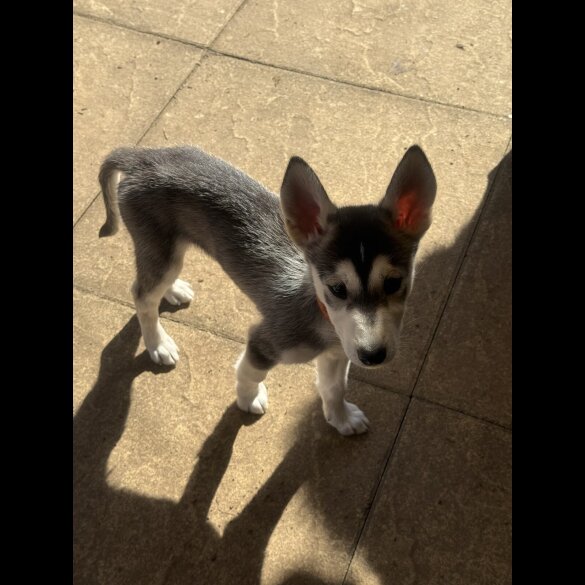 Siberian Husky - Both