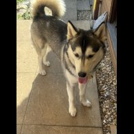 Siberian Husky - Both
