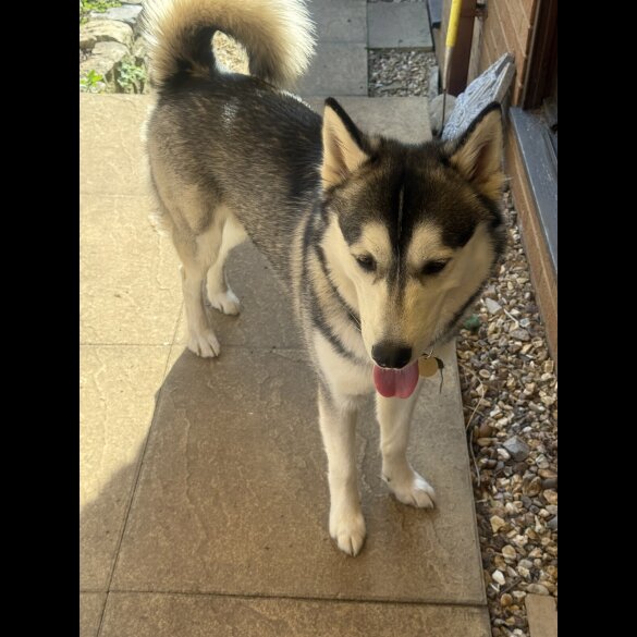 Siberian Husky - Both