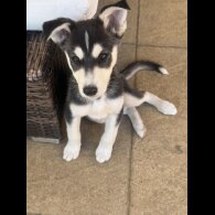 Siberian Husky - Both