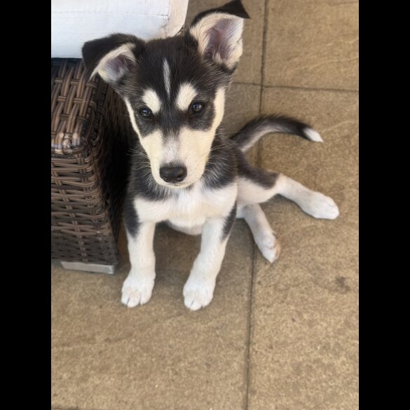 Siberian Husky - Both