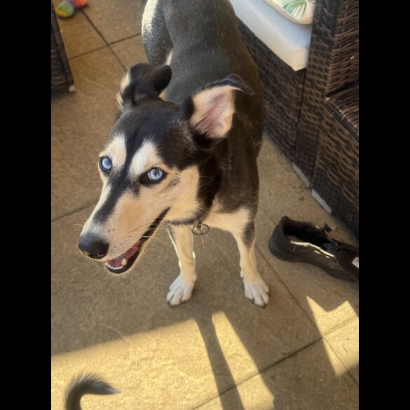Siberian Husky - Both