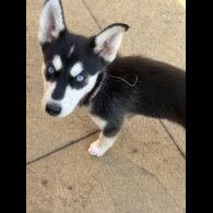 Siberian Husky - Both