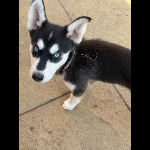 Siberian Husky - Both