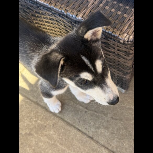 Siberian Husky - Both