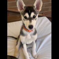Siberian Husky - Both