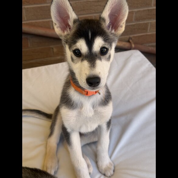 Siberian Husky - Both