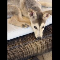 Siberian Husky - Both