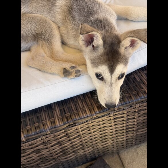 Siberian Husky - Both