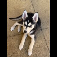 Siberian Husky - Both
