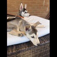 Siberian Husky - Both
