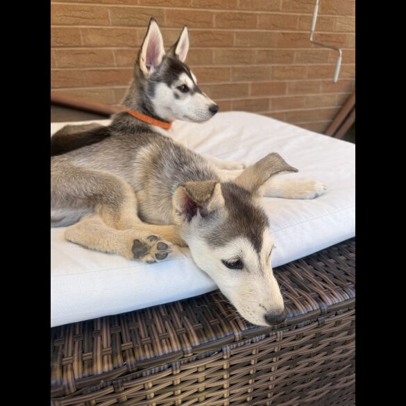 Siberian Husky - Both