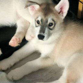 Siberian Husky - Both