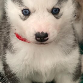 Siberian Husky - Both