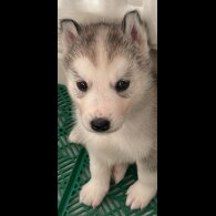Siberian Husky - Both