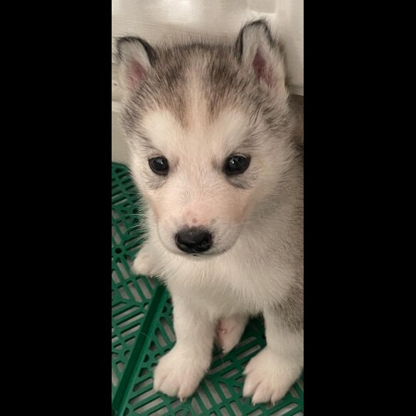 Siberian Husky - Both