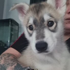 Siberian Husky - Both