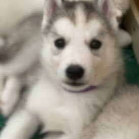 Siberian Husky - Both