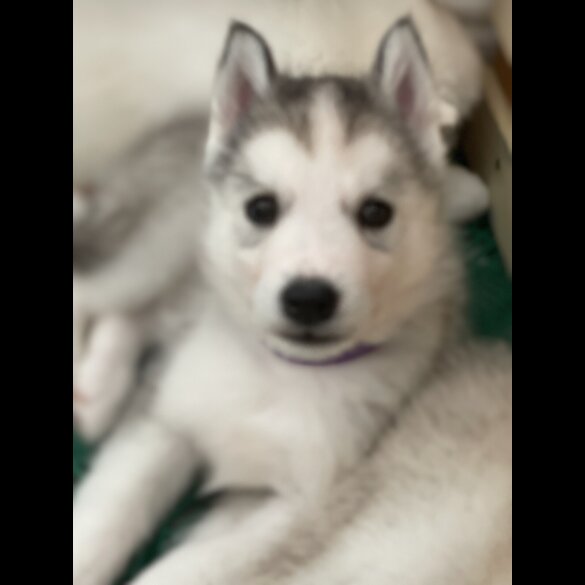 Siberian Husky - Both