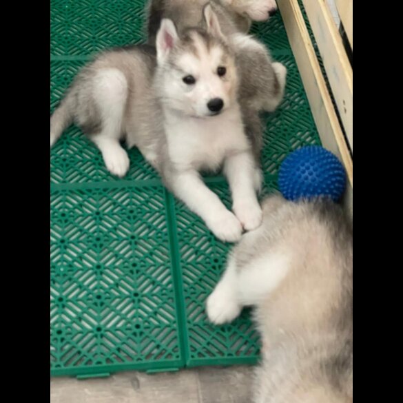 Siberian Husky - Both