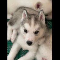 Siberian Husky - Both