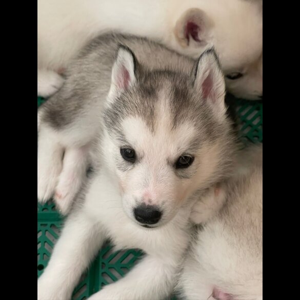Siberian Husky - Both