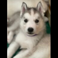 Siberian Husky - Both