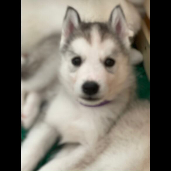 Siberian Husky - Both
